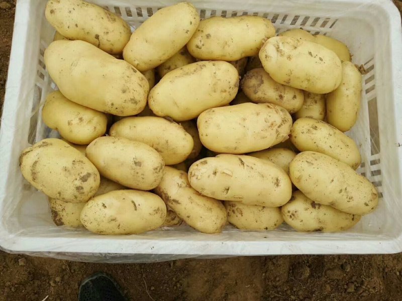 【新品土豆】产地直销价格实惠质量保证产地直销