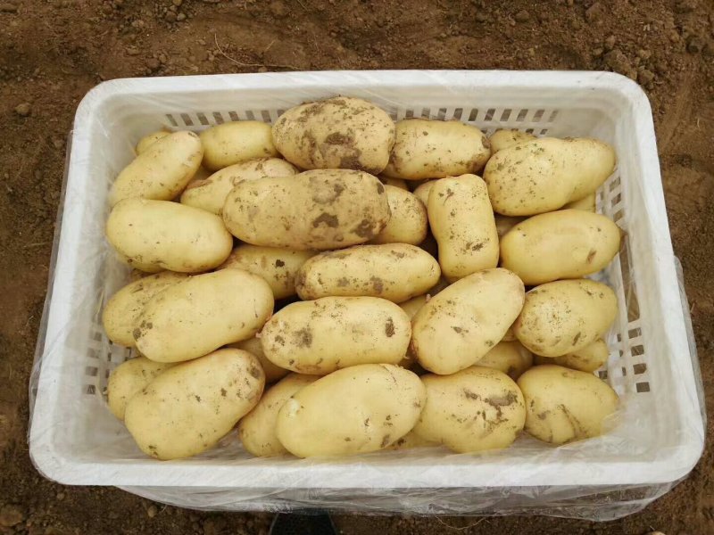 【新品土豆】产地直销价格实惠质量保证产地直销