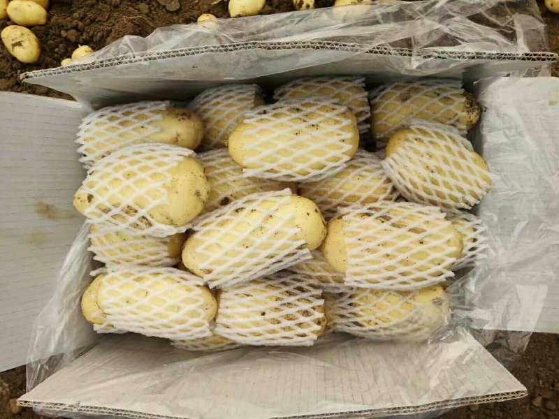 【新品土豆】产地直销价格实惠质量保证产地直销