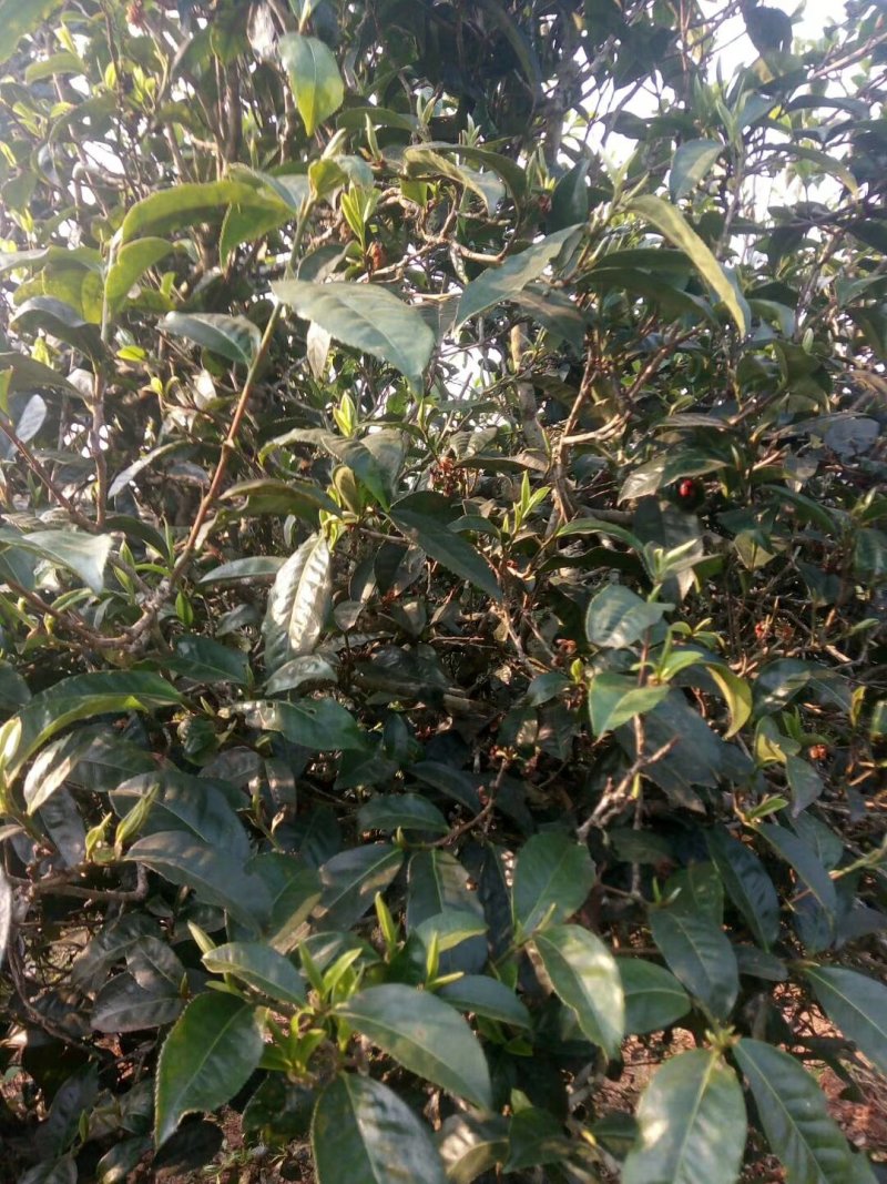 正宗普洱茶专卖