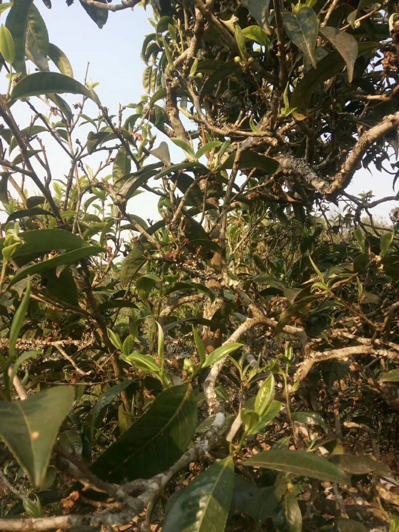 正宗普洱茶专卖