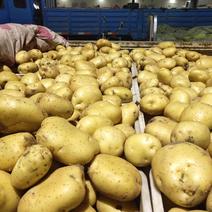 土豆大量上市，三两通天货