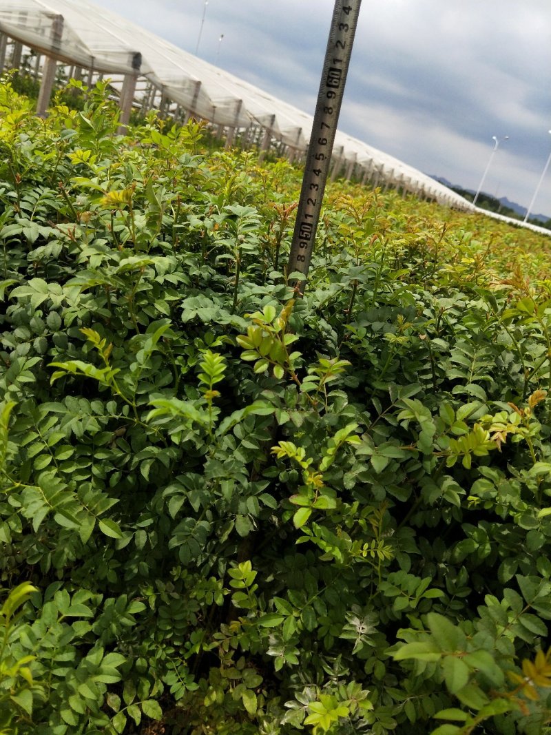 黄刺玫优质黄刺玫产地直发大量有货支持实地看货
