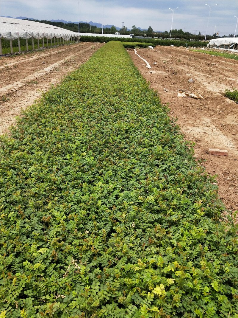 黄刺玫优质黄刺玫产地直发大量有货支持实地看货