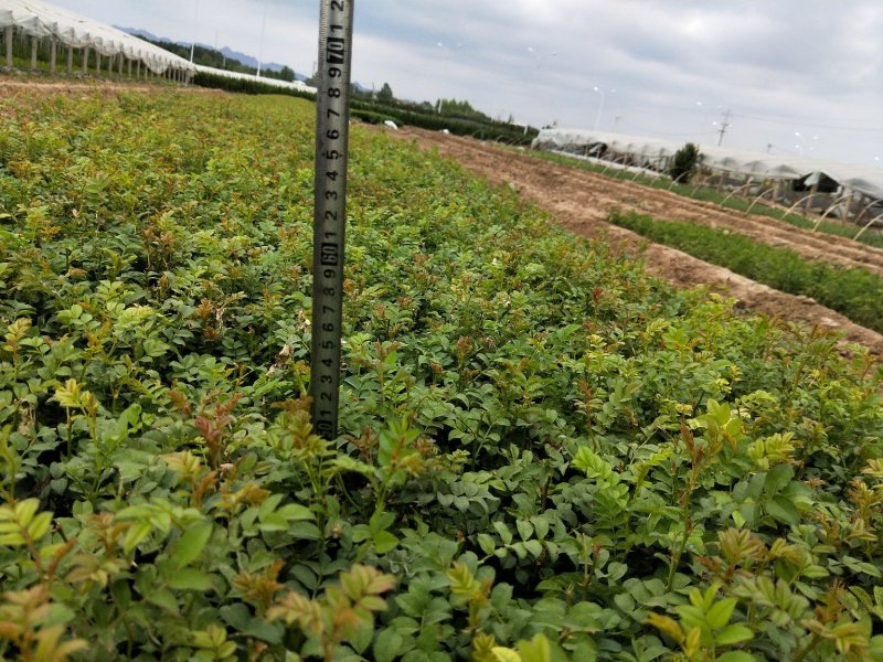 黄刺玫优质黄刺玫产地直发大量有货支持实地看货