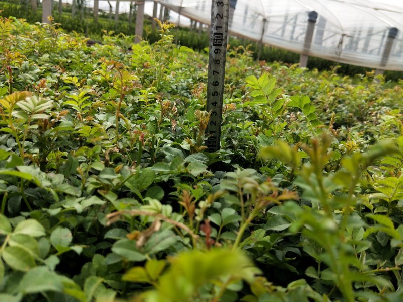 黄刺玫优质黄刺玫产地直发大量有货支持实地看货