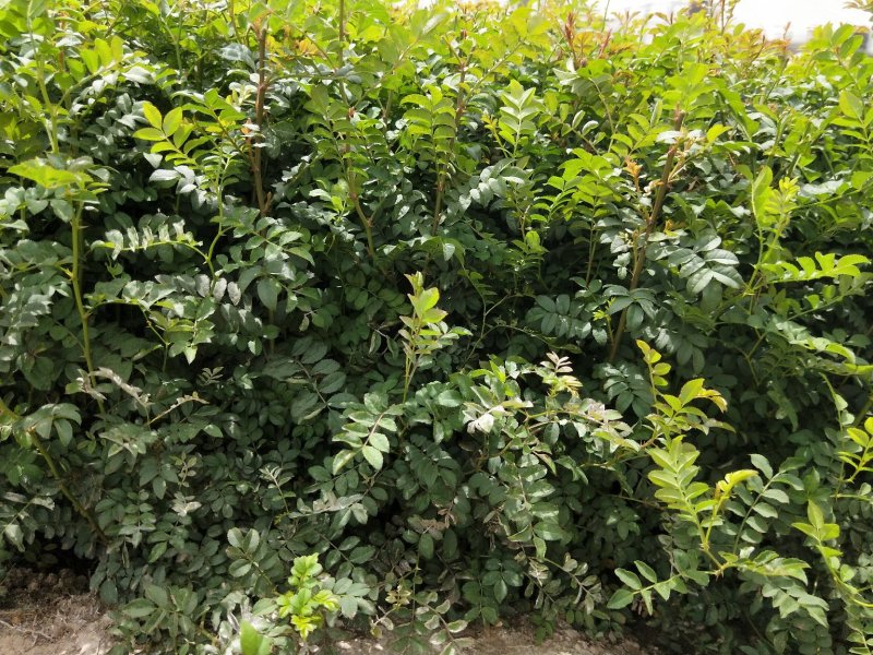 黄刺玫优质黄刺玫产地直发大量有货支持实地看货