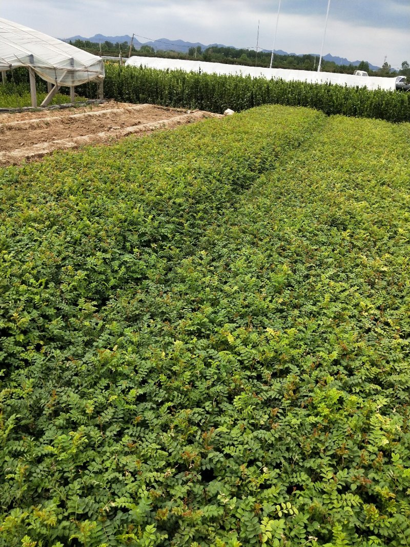 黄刺玫优质黄刺玫产地直发大量有货支持实地看货