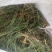 百蕊草(干货野生，带有沫子的通货)
