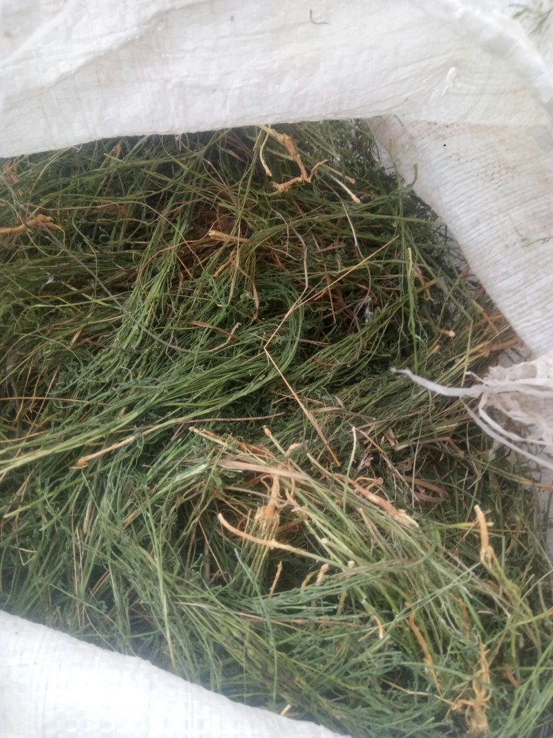 百蕊草(干货野生，带有沫子的通货)