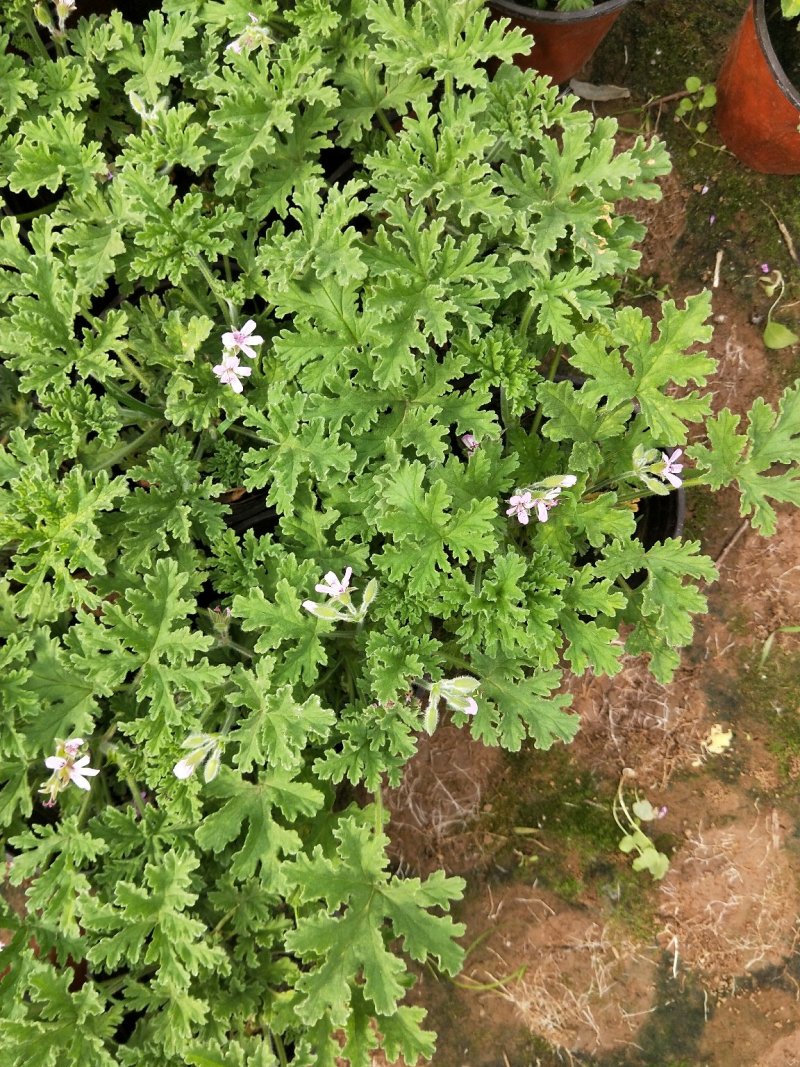 驱蚊草香叶天竺葵产地直发一手货源量大可以优惠