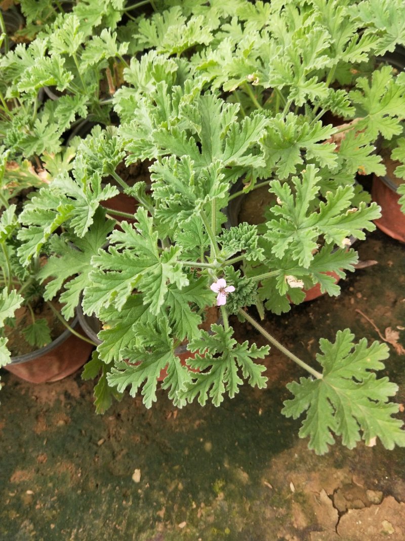 驱蚊草香叶天竺葵产地直发一手货源量大可以优惠