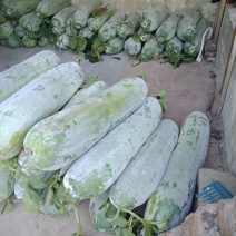 安徽芜湖冬瓜三山吊冬瓜白冬瓜条形好白粉多质量好