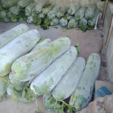 安徽芜湖冬瓜三山吊冬瓜白冬瓜条形好白粉多质量好