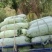 安徽芜湖冬瓜三山吊冬瓜白冬瓜条形好白粉多质量好