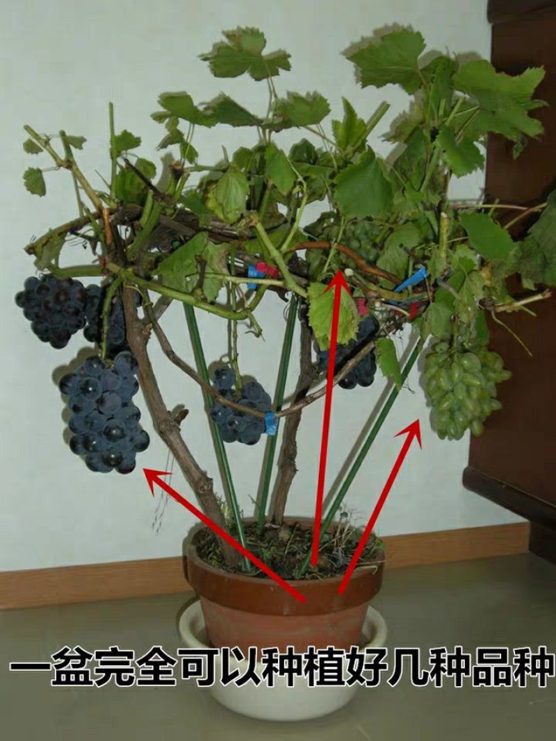 甜蜜蓝宝石阳光玫瑰葡萄苗树当年结果庭院地栽盆栽四季南北方
