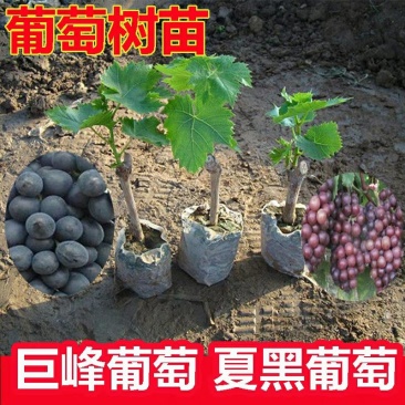 甜蜜蓝宝石阳光玫瑰葡萄苗树当年结果庭院地栽盆栽四季南北方