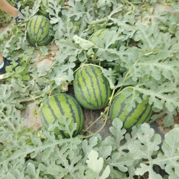 精品甜王西瓜大量上市