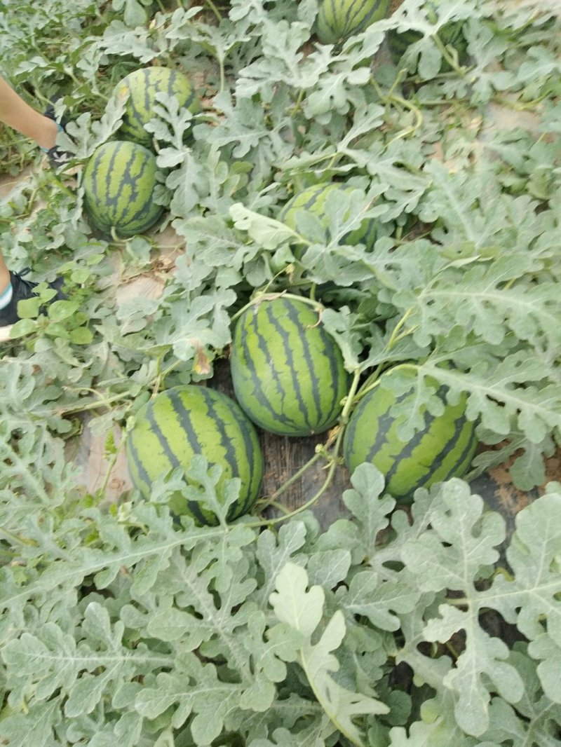 精品甜王西瓜大量上市