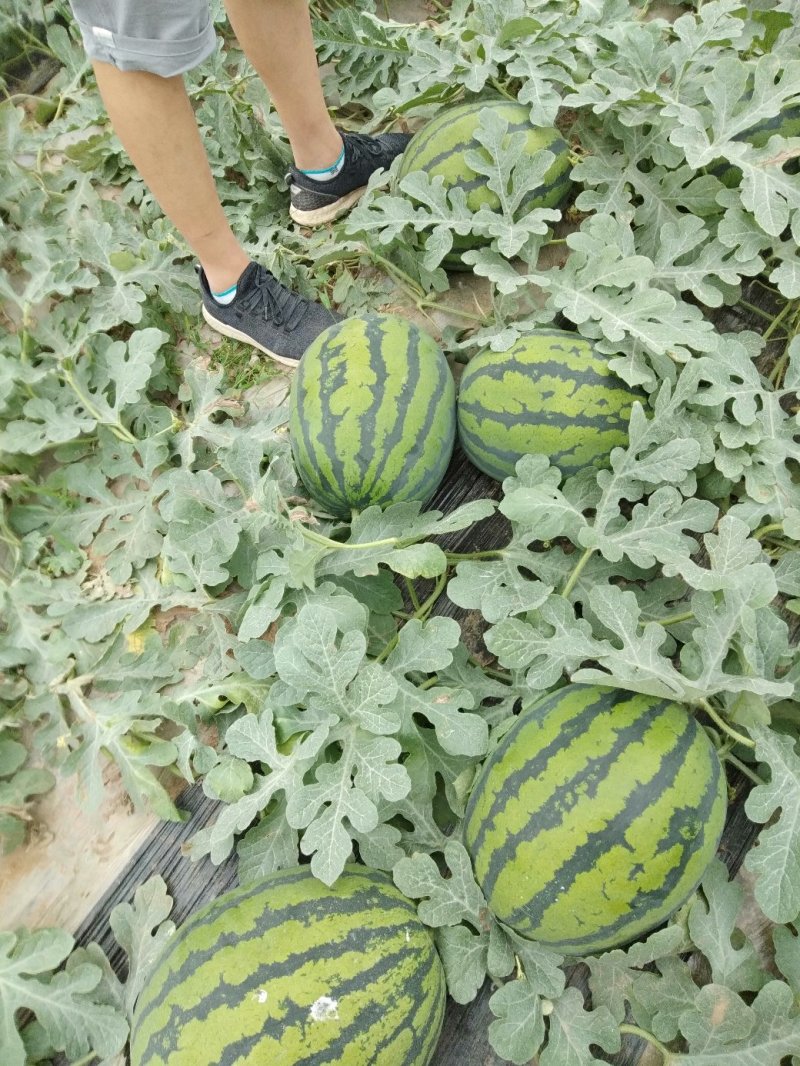 精品甜王西瓜大量上市