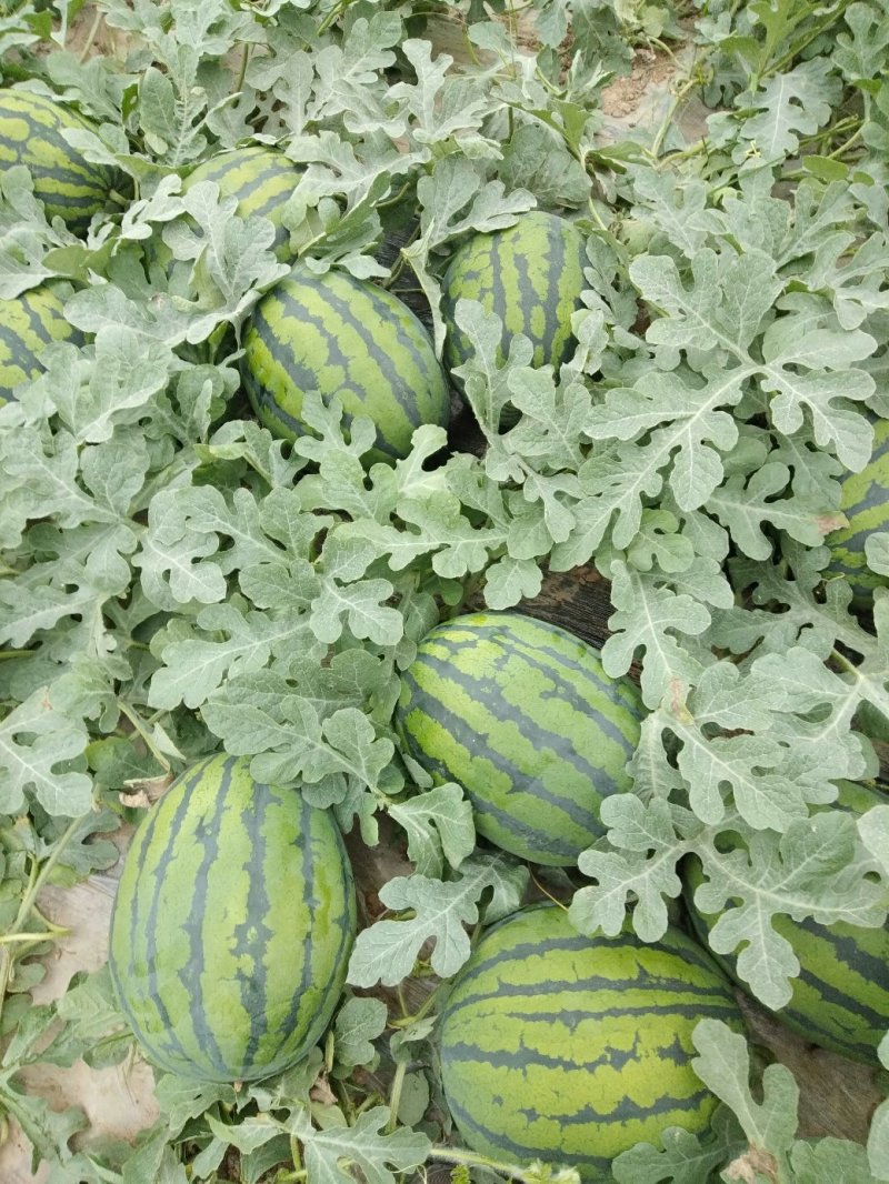 精品甜王西瓜大量上市