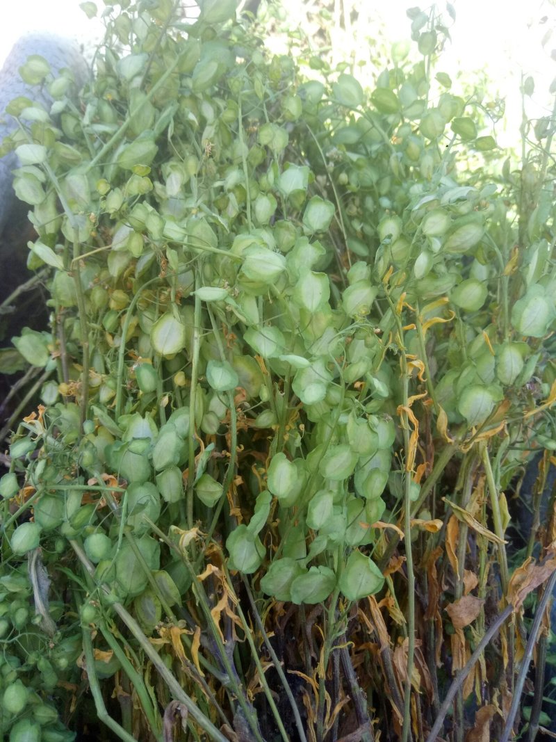 菥蓂子，白花败酱草，苦盖子，苦遏子，野榆钱！苦介子！
