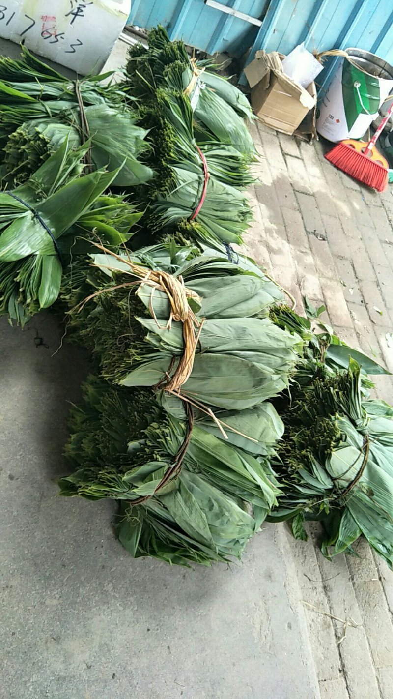 新鲜天然粽叶