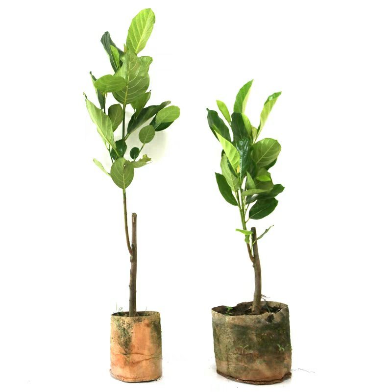 榴莲树苗南北方种植猫山王金枕头嫁接泰国榴莲苗当年结果包邮
