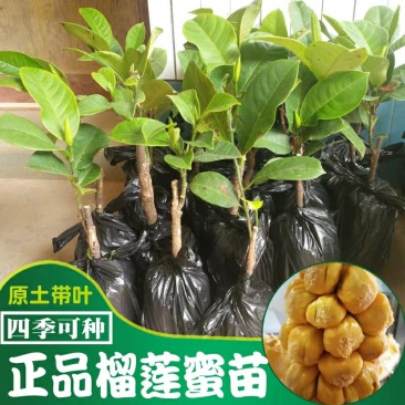 榴莲树苗南北方种植猫山王金枕头嫁接泰国榴莲苗当年结果包邮
