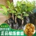 榴莲树苗南北方种植猫山王金枕头嫁接泰国榴莲苗当年结果包邮