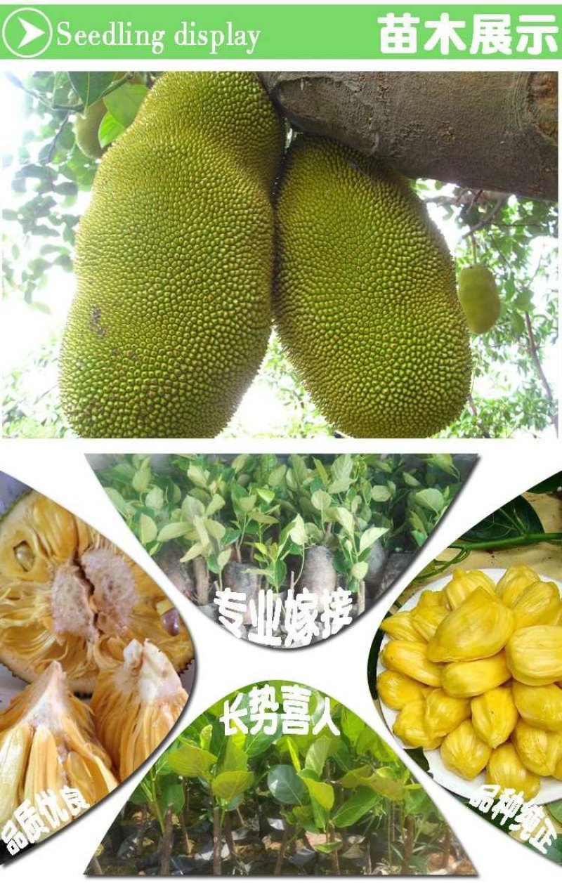 榴莲树苗南北方种植猫山王金枕头嫁接泰国榴莲苗当年结果包邮