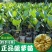 榴莲树苗南北方种植猫山王金枕头嫁接泰国榴莲苗当年结果包邮