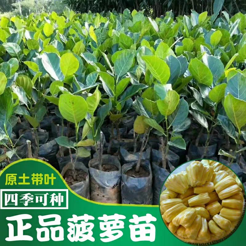 榴莲树苗南北方种植猫山王金枕头嫁接泰国榴莲苗当年结果包邮