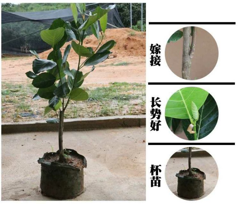 榴莲树苗南北方种植猫山王金枕头嫁接泰国榴莲苗当年结果包邮