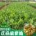 榴莲树苗南北方种植猫山王金枕头嫁接泰国榴莲苗当年结果包邮