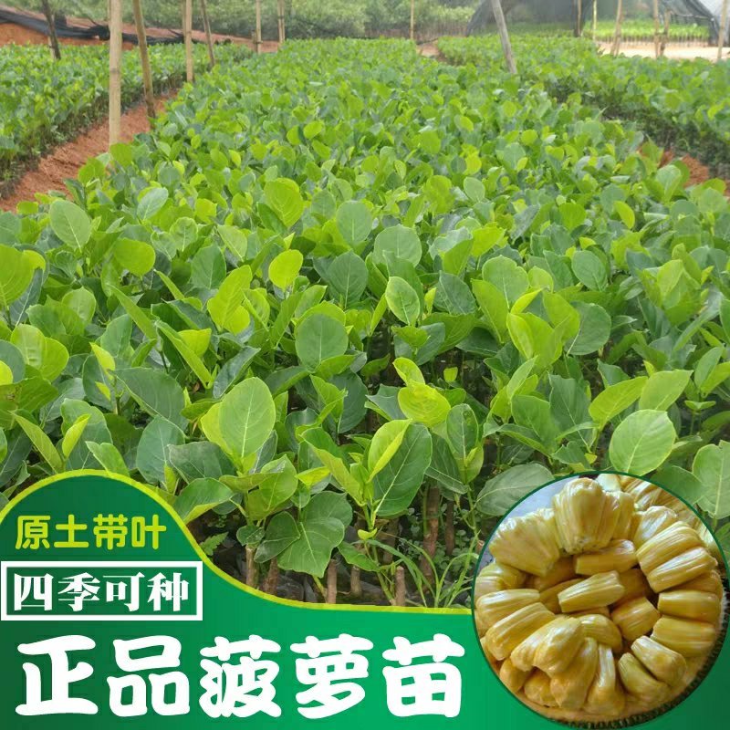 榴莲树苗南北方种植猫山王金枕头嫁接泰国榴莲苗当年结果包邮