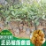 榴莲树苗南北方种植猫山王金枕头嫁接泰国榴莲苗当年结果包邮