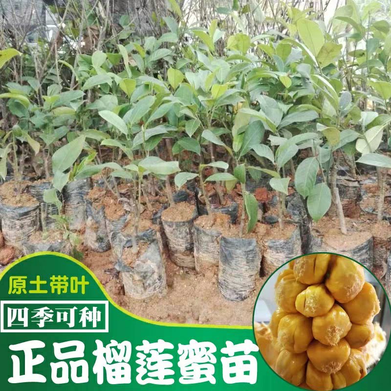 榴莲树苗南北方种植猫山王金枕头嫁接泰国榴莲苗当年结果包邮