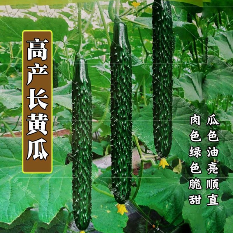 杂交黄瓜种子中农106油亮型耐高温高湿高产抗病密刺