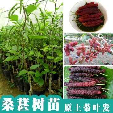 桑葚树苗南方北方种植四季盆栽食用桑树苗大叶超长黑桑水果白