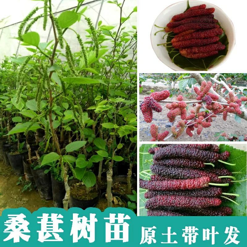 桑葚树苗南方北方种植四季盆栽食用桑树苗大叶超长黑桑水果白