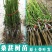 桑葚树苗南方北方种植四季盆栽食用桑树苗大叶超长黑桑水果白