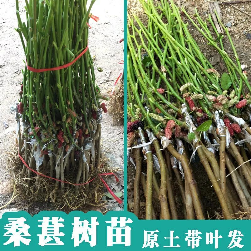 桑葚树苗南方北方种植四季盆栽食用桑树苗大叶超长黑桑水果白