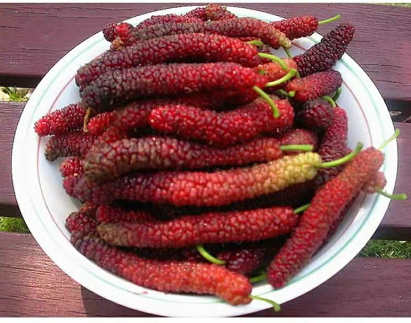 桑葚树苗南方北方种植四季盆栽食用桑树苗大叶超长黑桑水果白