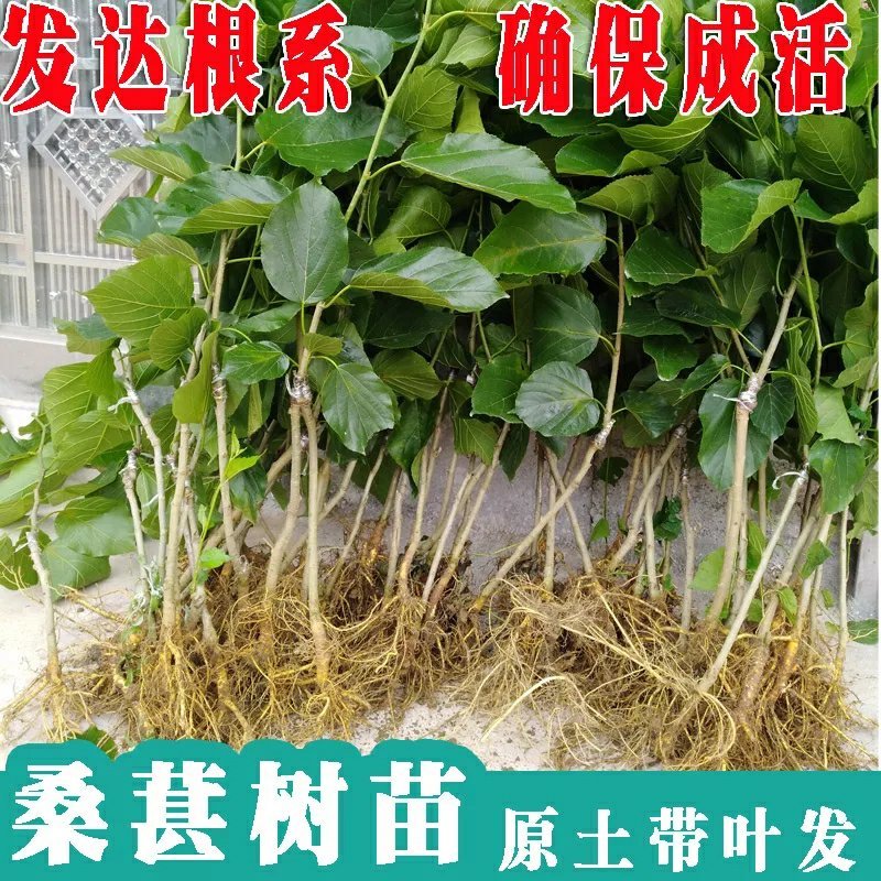 桑葚树苗南方北方种植四季盆栽食用桑树苗大叶超长黑桑水果白