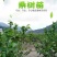 桑葚树苗南方北方种植四季盆栽食用桑树苗大叶超长黑桑水果白