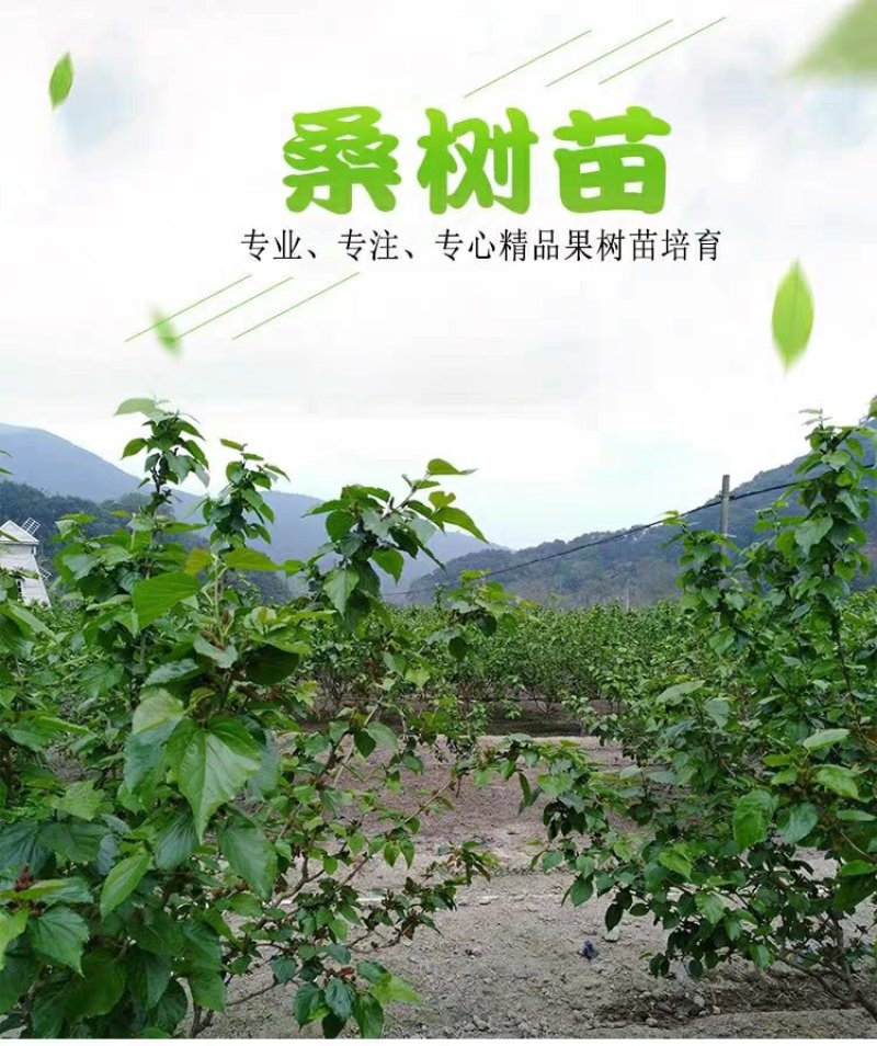桑葚树苗南方北方种植四季盆栽食用桑树苗大叶超长黑桑水果白
