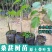 桑葚树苗南方北方种植四季盆栽食用桑树苗大叶超长黑桑水果白
