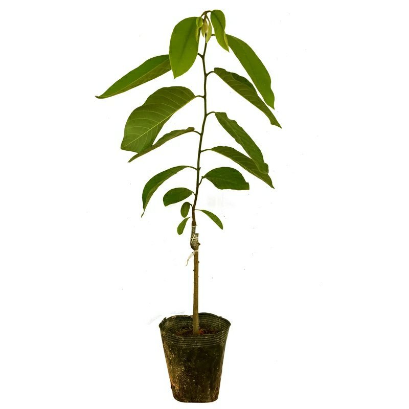 台湾释迦果树苗佛头果洋菠萝唛螺陀番荔枝果苗树南方种植嫁