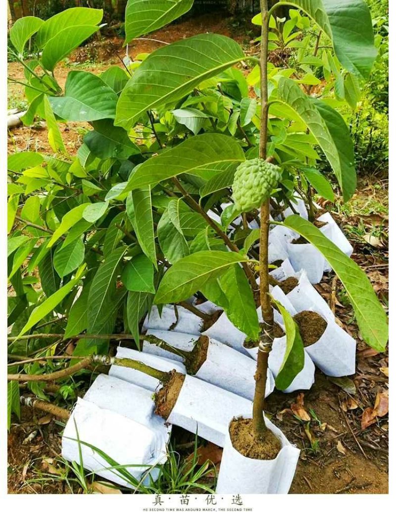 台湾释迦果树苗佛头果洋菠萝唛螺陀番荔枝果苗树南方种植嫁